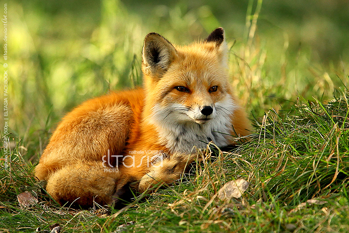 Natury kształt - Tired Fox.jpg
