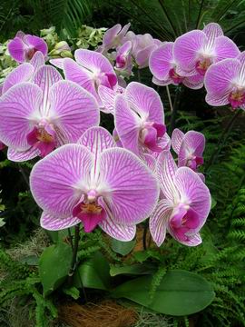 Storczyki - orchid_show_8282.jpg