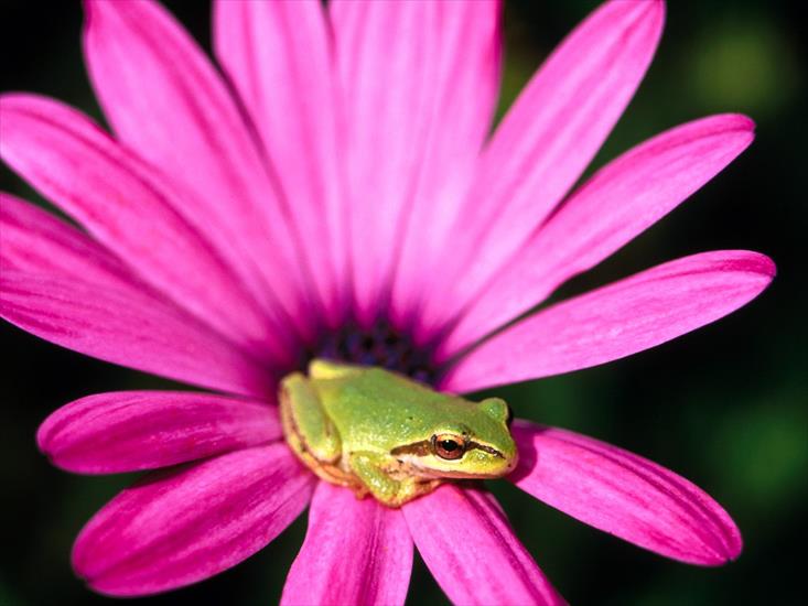 Kolorowe żaby - Frog Wallpaper 3.jpg