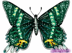 Motyle - 91.gif