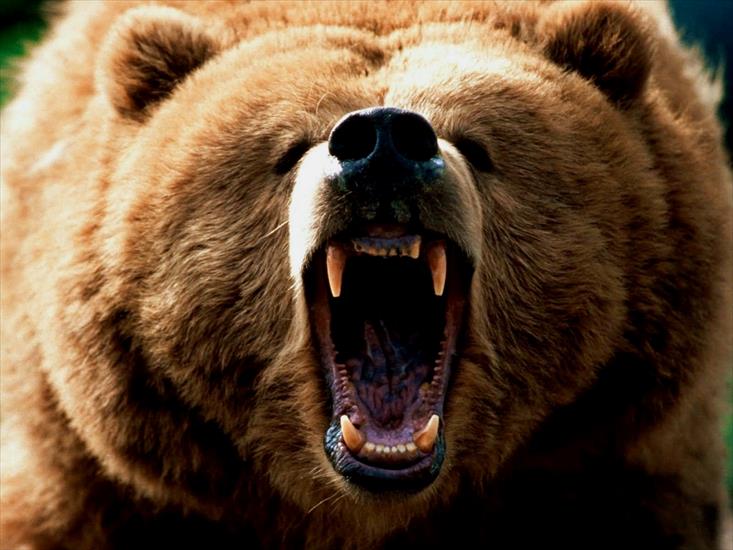 96 Bears Wallpapers - Feeling_Grizzly-1600x1200.jpg