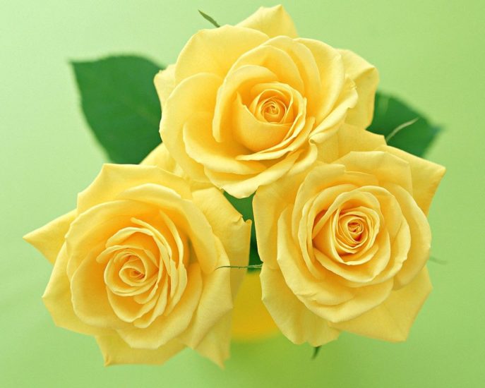 róże - three-yellow-roses-1280.jpg