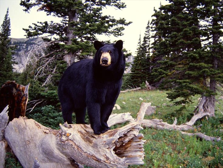  Animals part 1 z 3 - Black Bear on Stump, Montana.jpg