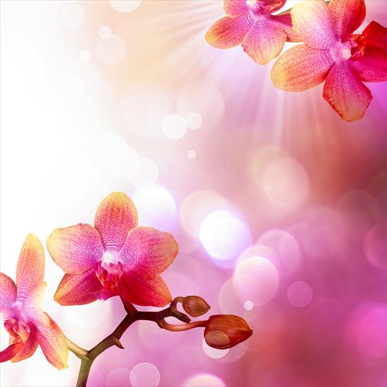 Tło- kwiaty - rozowa orchidea_1 6.jpg