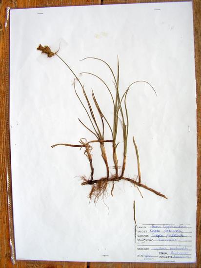 ZIELNIK.ZDJĘCIA - ZIOŁA.POLSKA.TURZYCA.PIASKOWA - Carex aren aria l.4.JPG