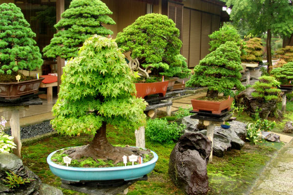 Drzewka Bonsai - DSC02839.jpg