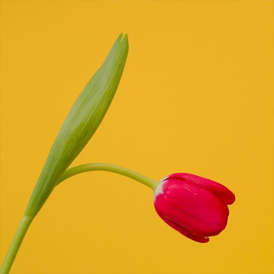 kwiaty - tulipanek.jpg