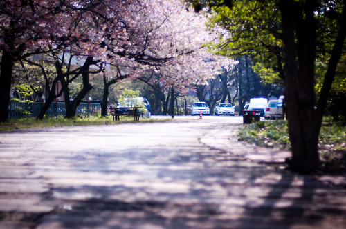 Cherry Blossom - 62.jpg
