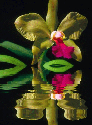 GIFY GIFKI GIFOWNIK    - wod orchidea.gif