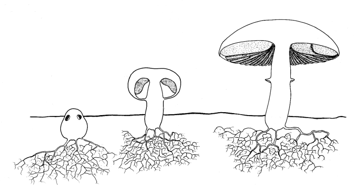 grzyby2 - fungi-08-mushroom.jpg