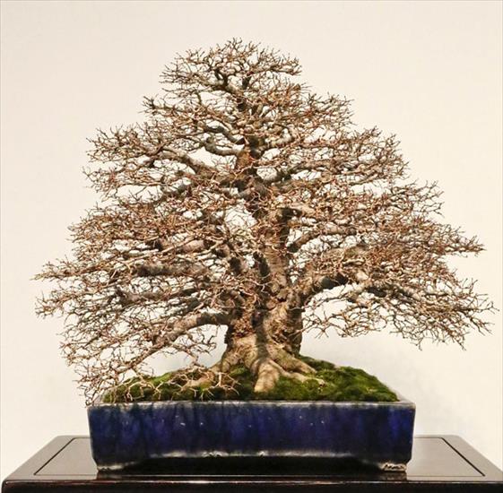   bonsai - najpiękniejsze drzewka - koku4.jpg