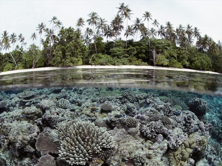 wyspy - Coral Reef, Solomon Islands.jpg