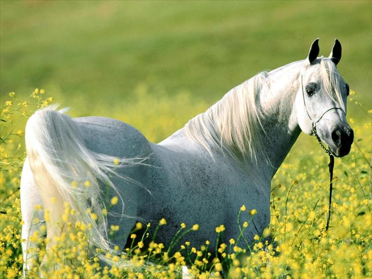 Obrazki - Among the Fields of Gold, Arabian Stallion.jpg