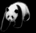 Panda - 151.gif
