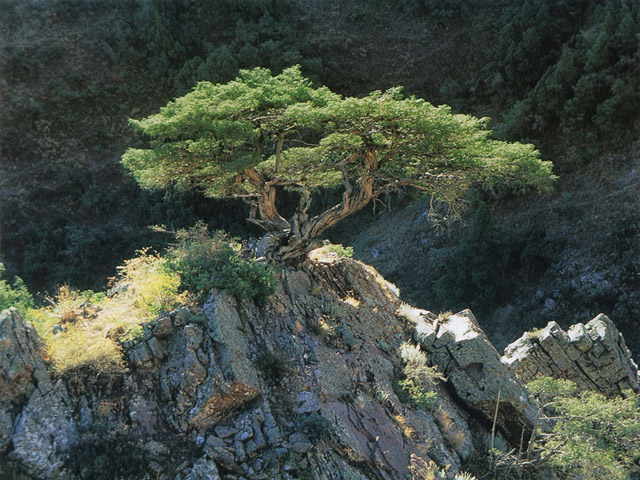 Drzewka Bonsai - EJ22.jpg