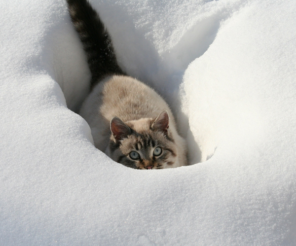 zwierzaki zimą - 600px-cat-in-deep-snow.jpg