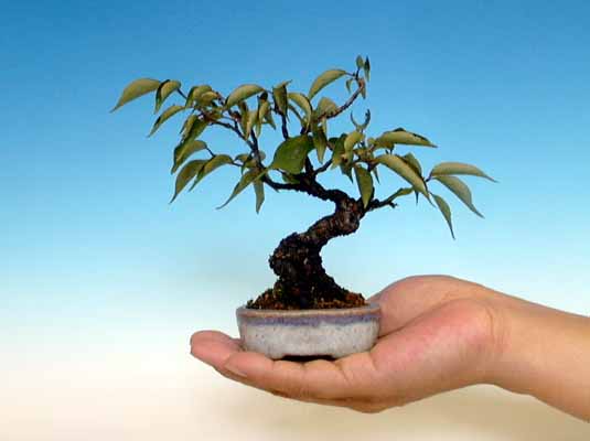 bonsaii drzewka - 1bon.jpg