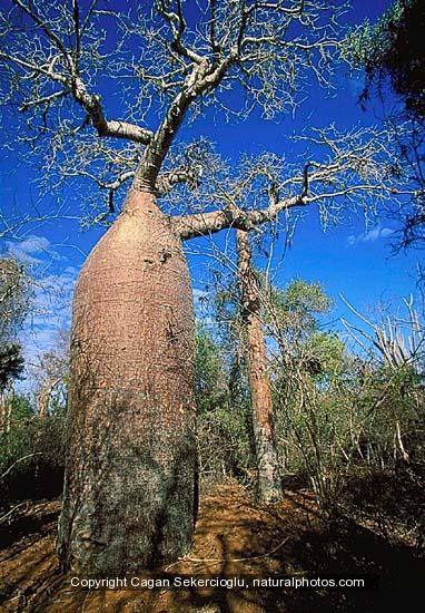drzewa-natura - Baobab_2.jpg
