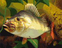 Tapety 128x128 - Fish.gif