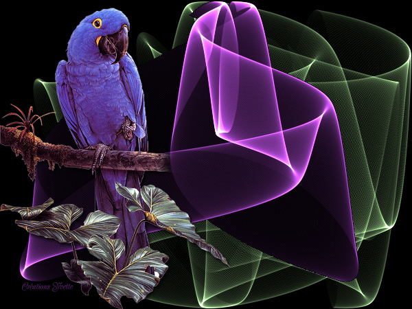 Galeria - oiseau_laser003.jpg