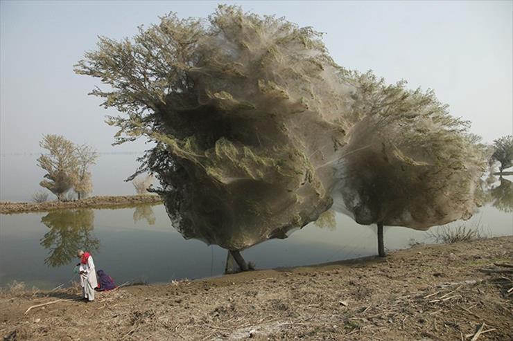2 - widmowe-drzewa-pakistan.jpg