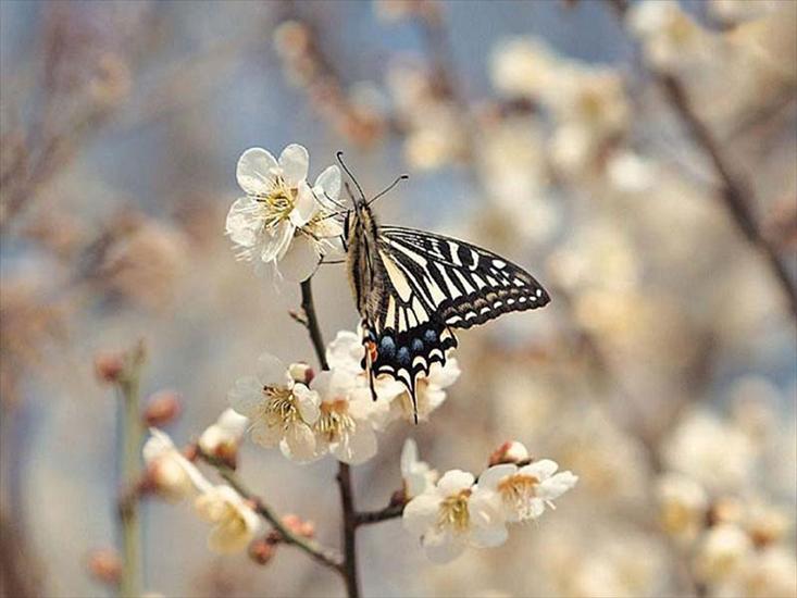 Z wiosny tchnieniem - motyle_45.jpg