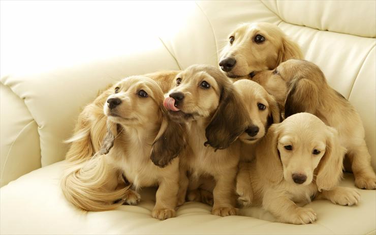 All cute dogs - Best friend of human - 1440dog_3019.jpg