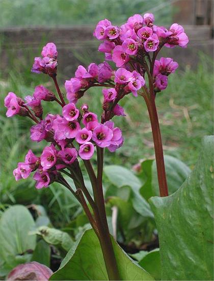 BYLINY OGRODOWE - Bergenia grubolistna.jpg