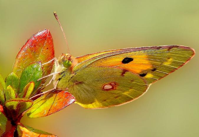 Piękno przyrody i nie tylko - motyl.JPG