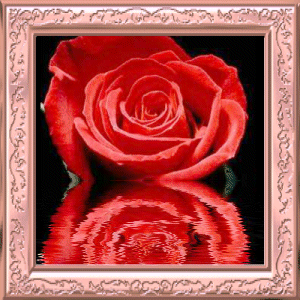 róże czerwone 2 - tgvandbillede62dt5.gif
