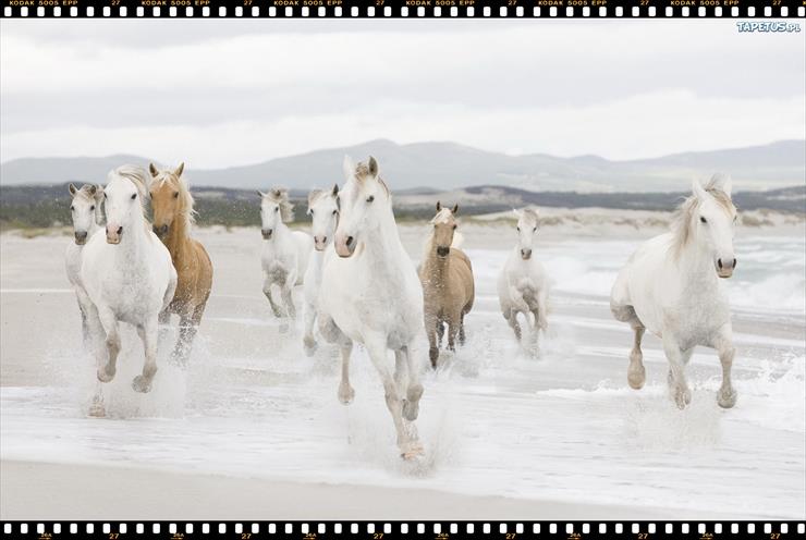 Konie_________piękne konie - 140609_stado-biale-konie-woda.jpg