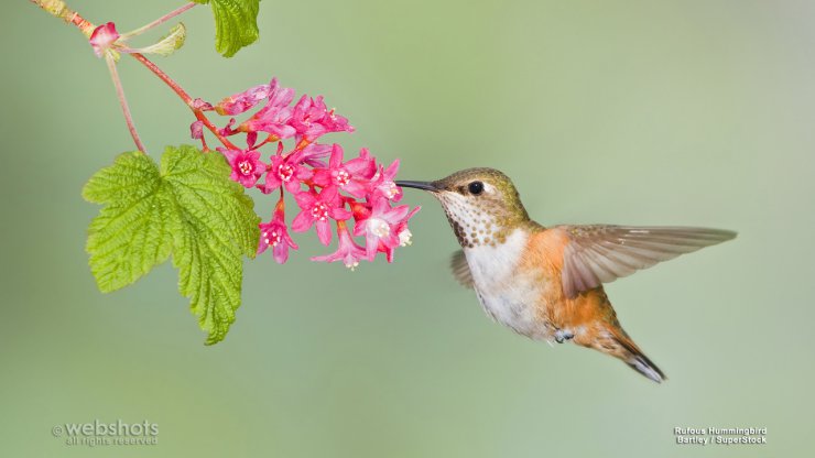 Ptaki - Rufous Hummingbird.jpg