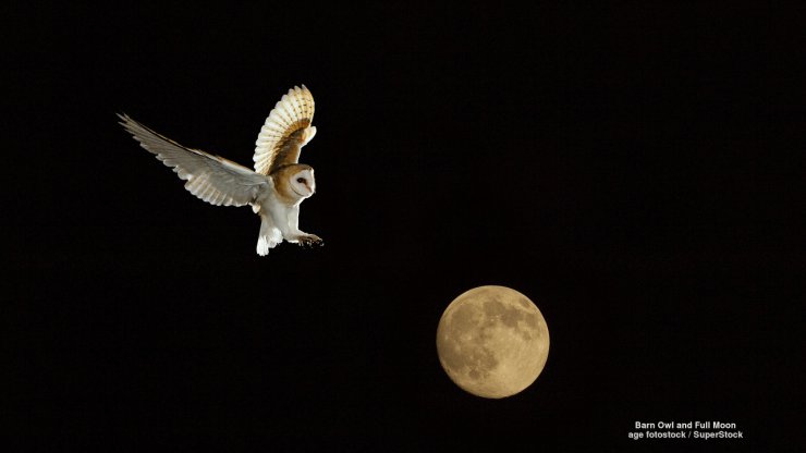 Ptaki - Barn Owl and Full Moon.jpg