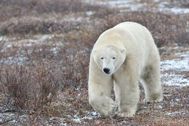 Przerażające Zdjęcia - polar-bears.jpg.838x0_q80.jpg