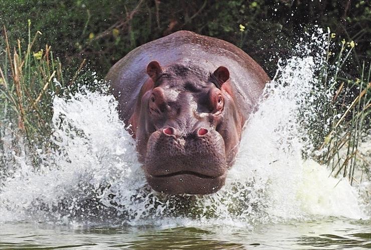 hipopotamy - hipopotam.jpg