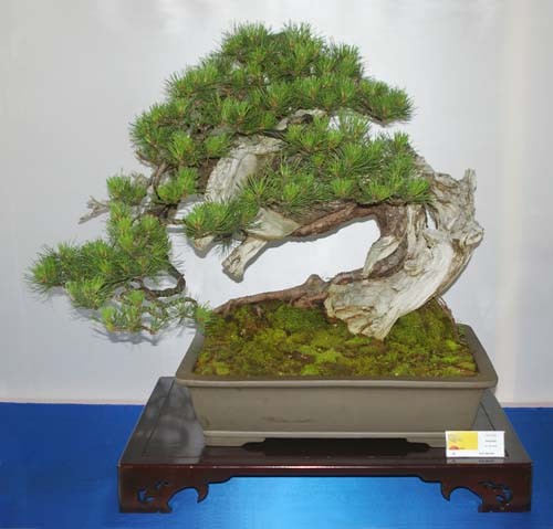 bonsai - bonsai.jpg