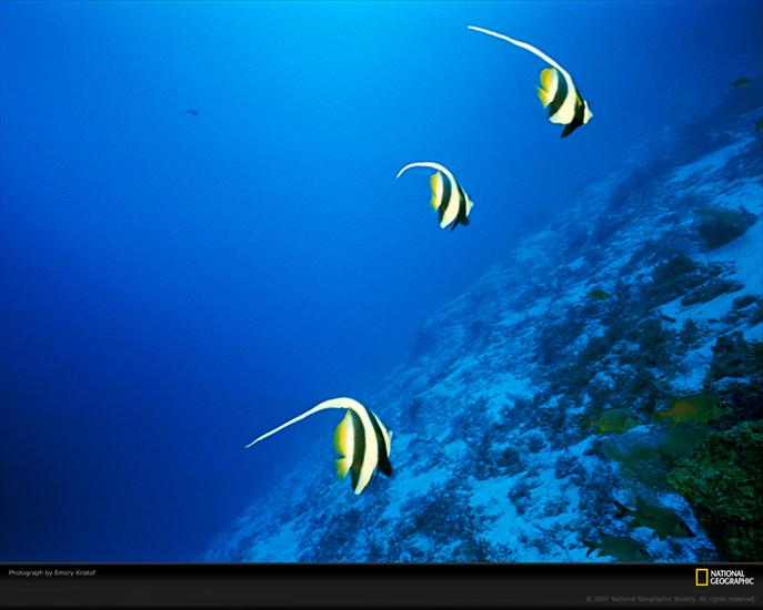 Tapety - longfin-bannerfish-516504-xl.jpg
