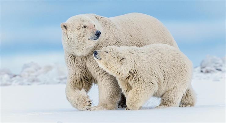 Przerażające Zdjęcia - magazine-summer-2016-polar-bears-tnwa-photography-dpc.jpg