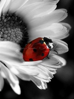 Galeria - Flower_N_Beetle.jpg