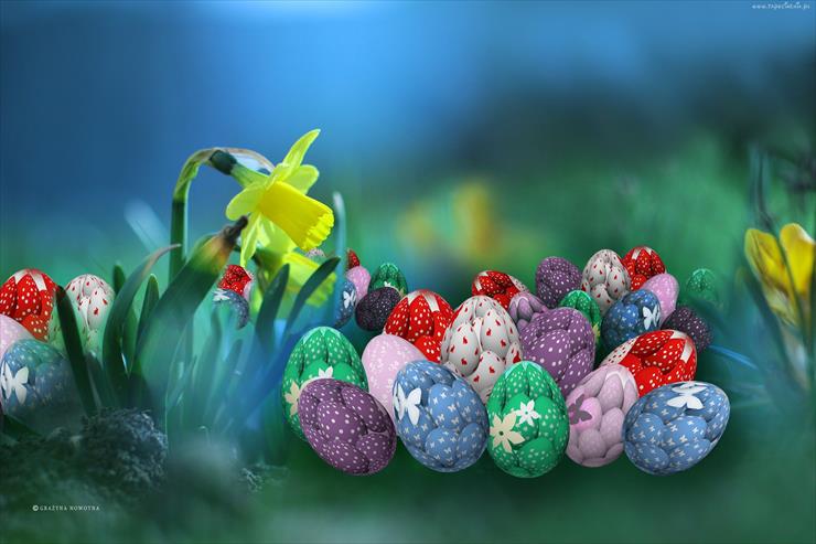 Tapety na Wielkanoc - Zonkil zolty kwiat pisanki jajeczka swieta wielkanoc.jpg