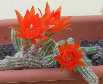 Kwitnące kaktusy - 48.jpg