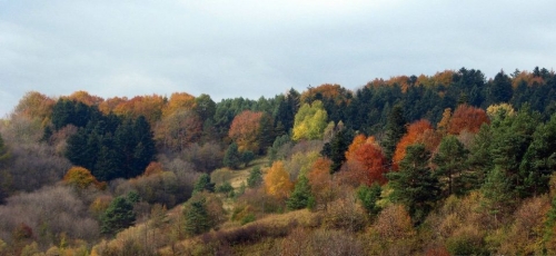 Krajobraz - jesien4.jpg