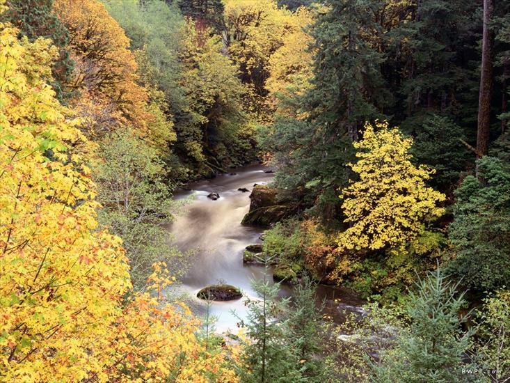 PRZYRODA MORSKAHD - Autumn Color, Coquille River, Oregon.jpg