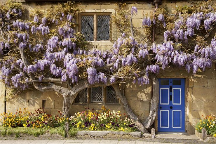  GIF OKNO - Wisteria-Covered Cottage, The Cotswolds, England.jpg