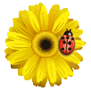 gify  i obrazki  zbieranina - ladybug3.gif