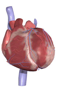 Anatomia Człowieka w 3D - heart_2.gif