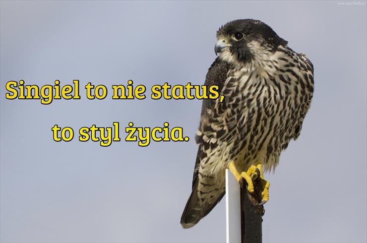 Różne myśli i cytaty - memy.tapeciarnia.pl-singiel-to-nie-status.jpg