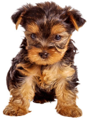 Yorkshire terrier - untitled.bmp