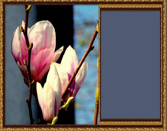 Ramki mojej kompozycji - Ramka-magnolia z tłem.jpg