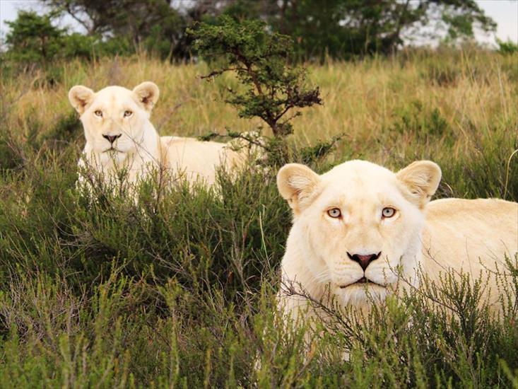 ALBUM NATIONAL GEOGRAPHIC - white-lions-south-africa_40065_990x742.jpg
